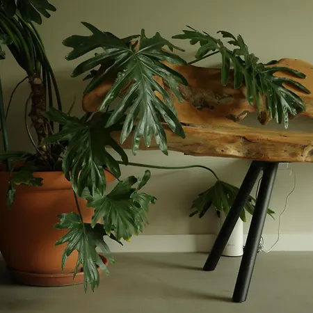 Zab Living לינה וארוחת בוקר